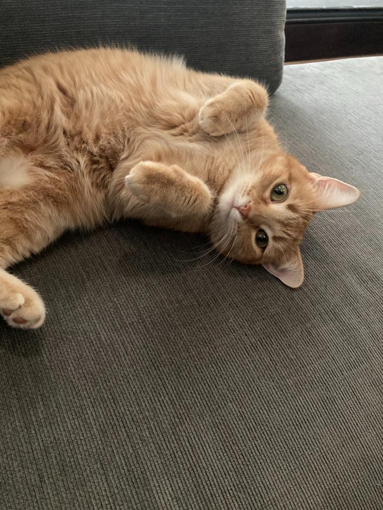Charlotte, Adoptable, Senior Female Domestic Short Hair.
