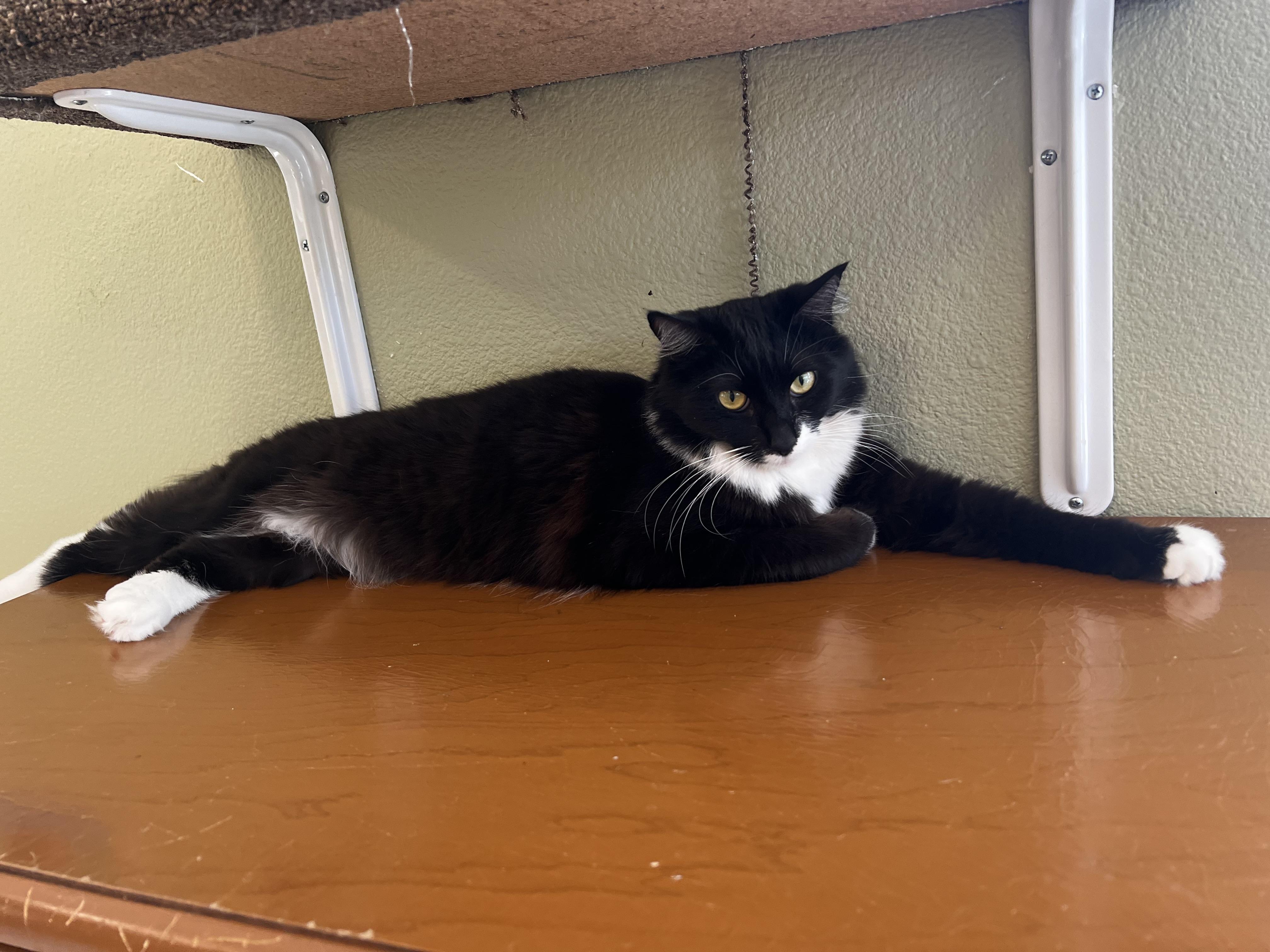 Enlarge Tucker, a ADOPTABLE Tuxedo in Jacksonville, OR image 2/4