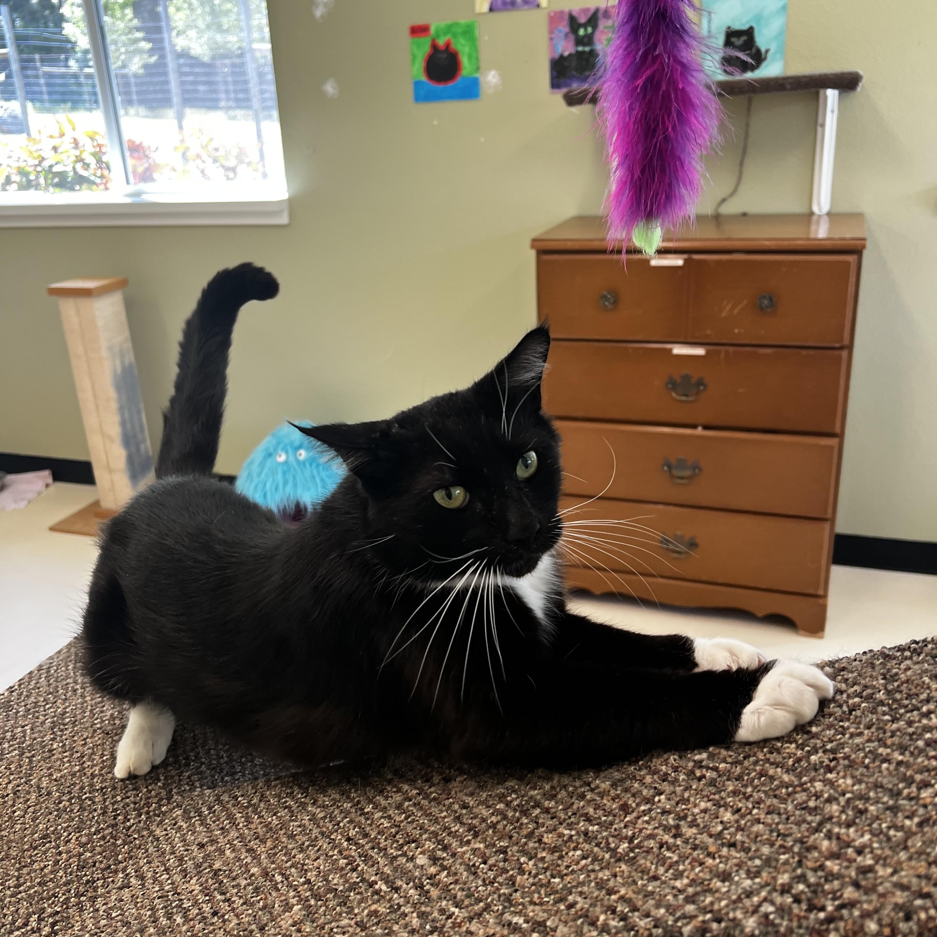 Enlarge Tucker, a ADOPTABLE Tuxedo in Jacksonville, OR image 4/4