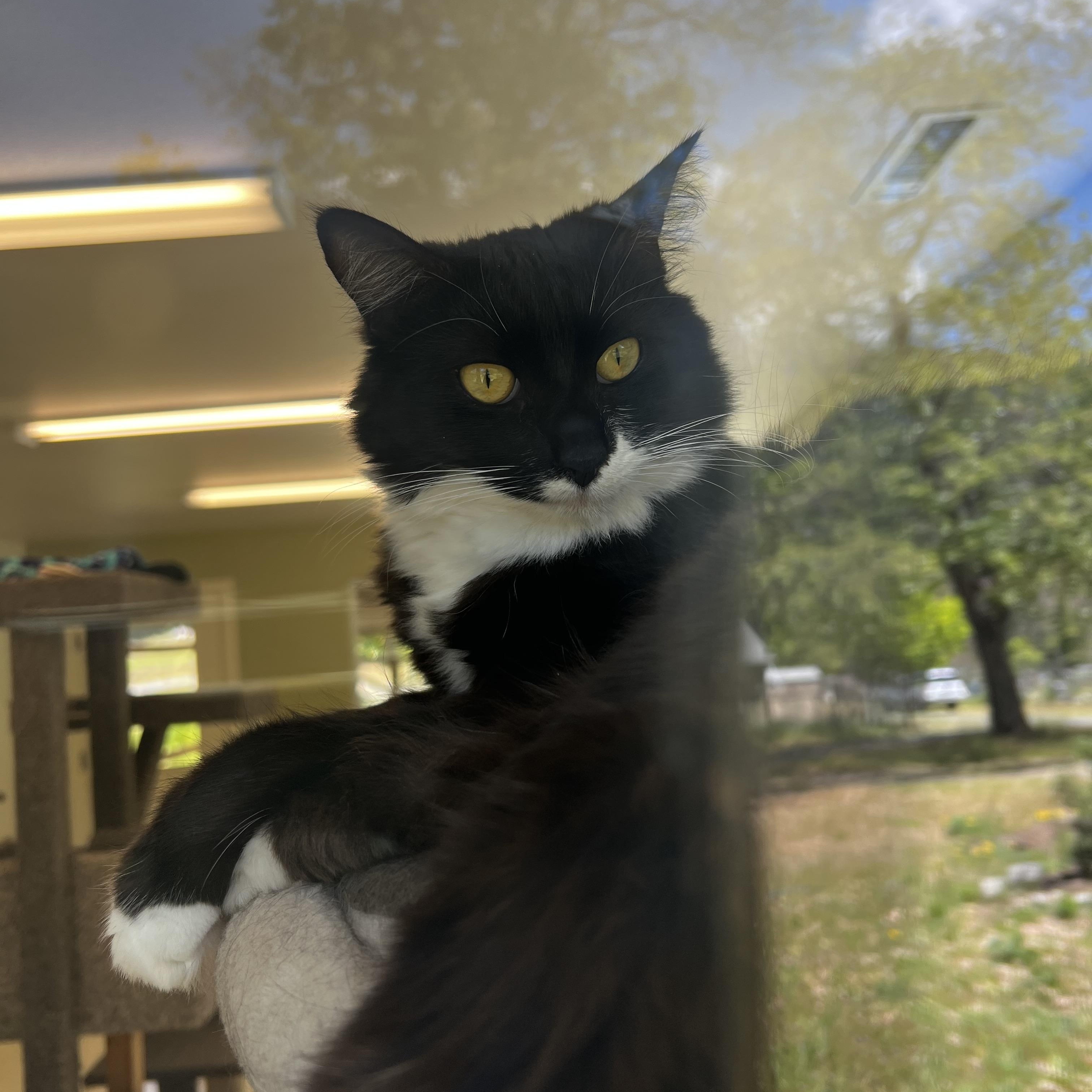 Tucker, ADOPTABLE, Adult Male Tuxedo.
