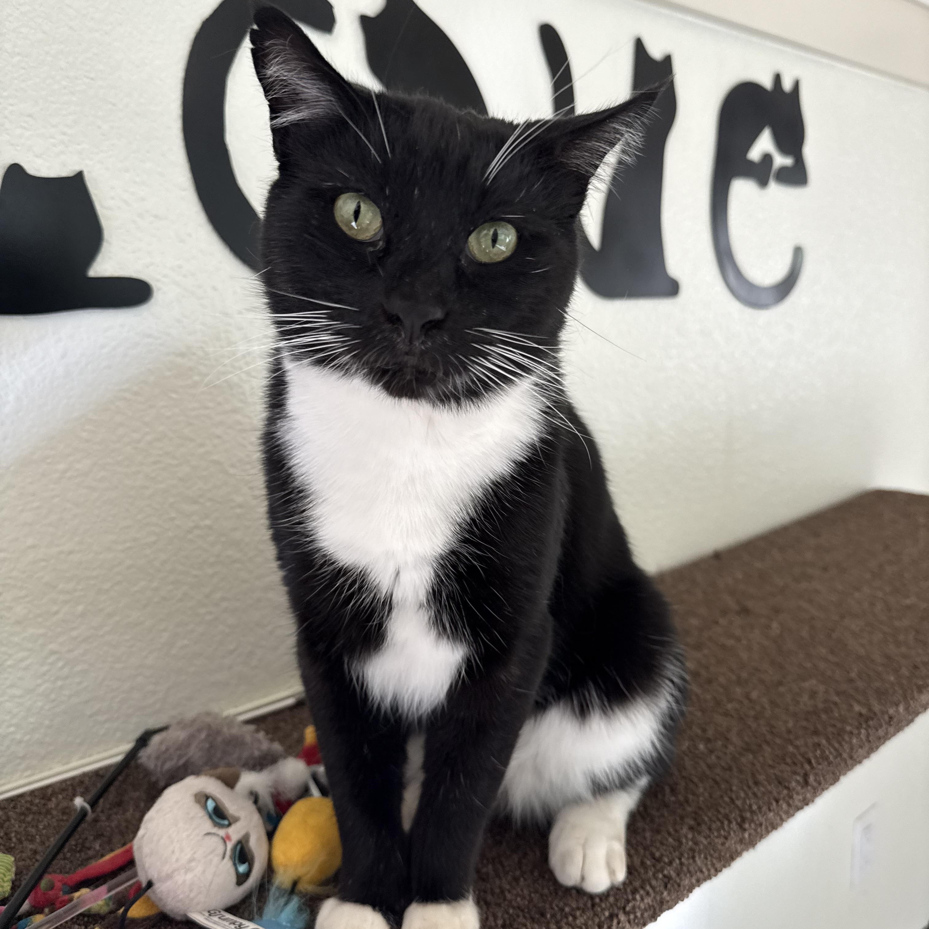 Tucker, Adoptable, Adult Male Tuxedo.