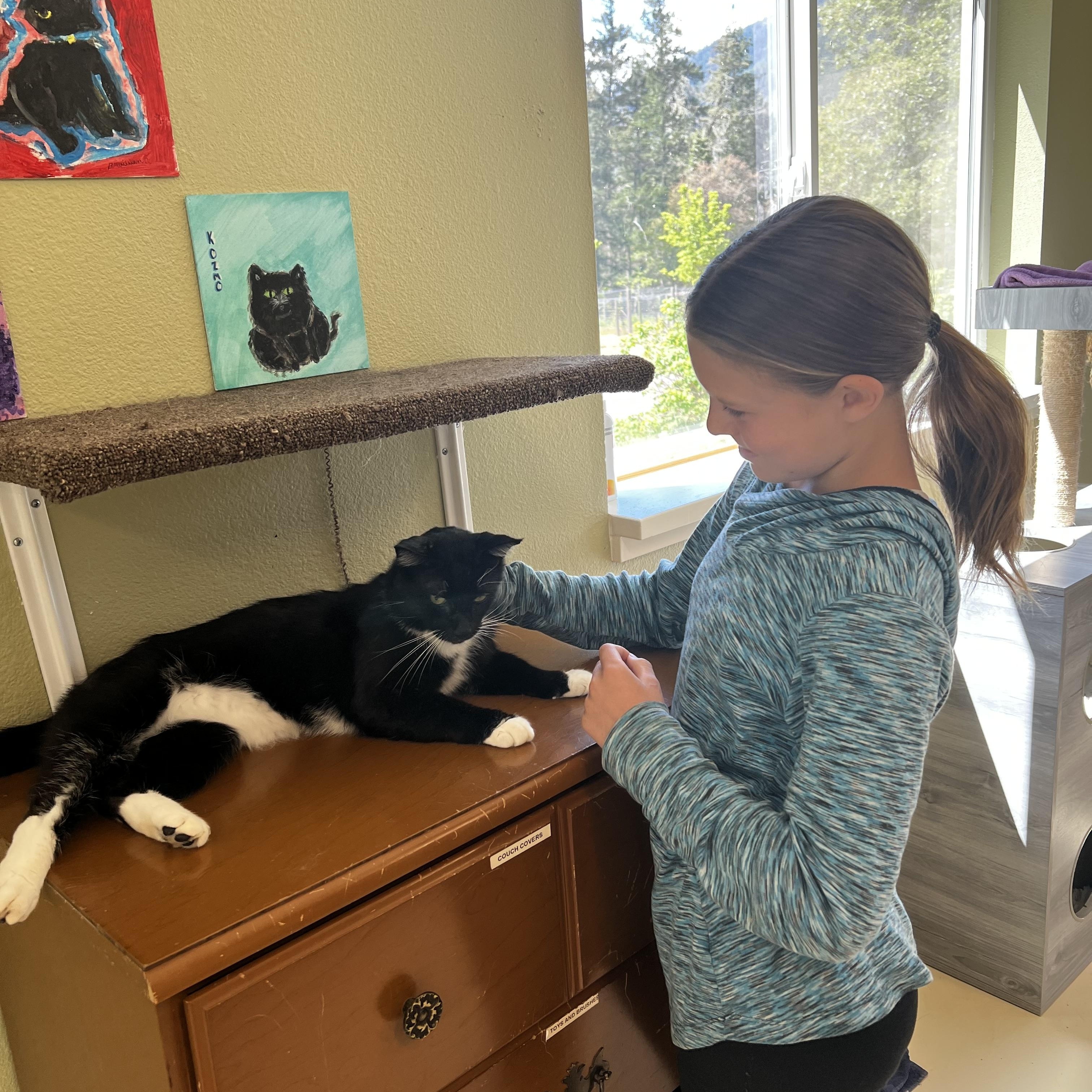 Enlarge Tucker, a ADOPTABLE Tuxedo in Jacksonville, OR image 3/4