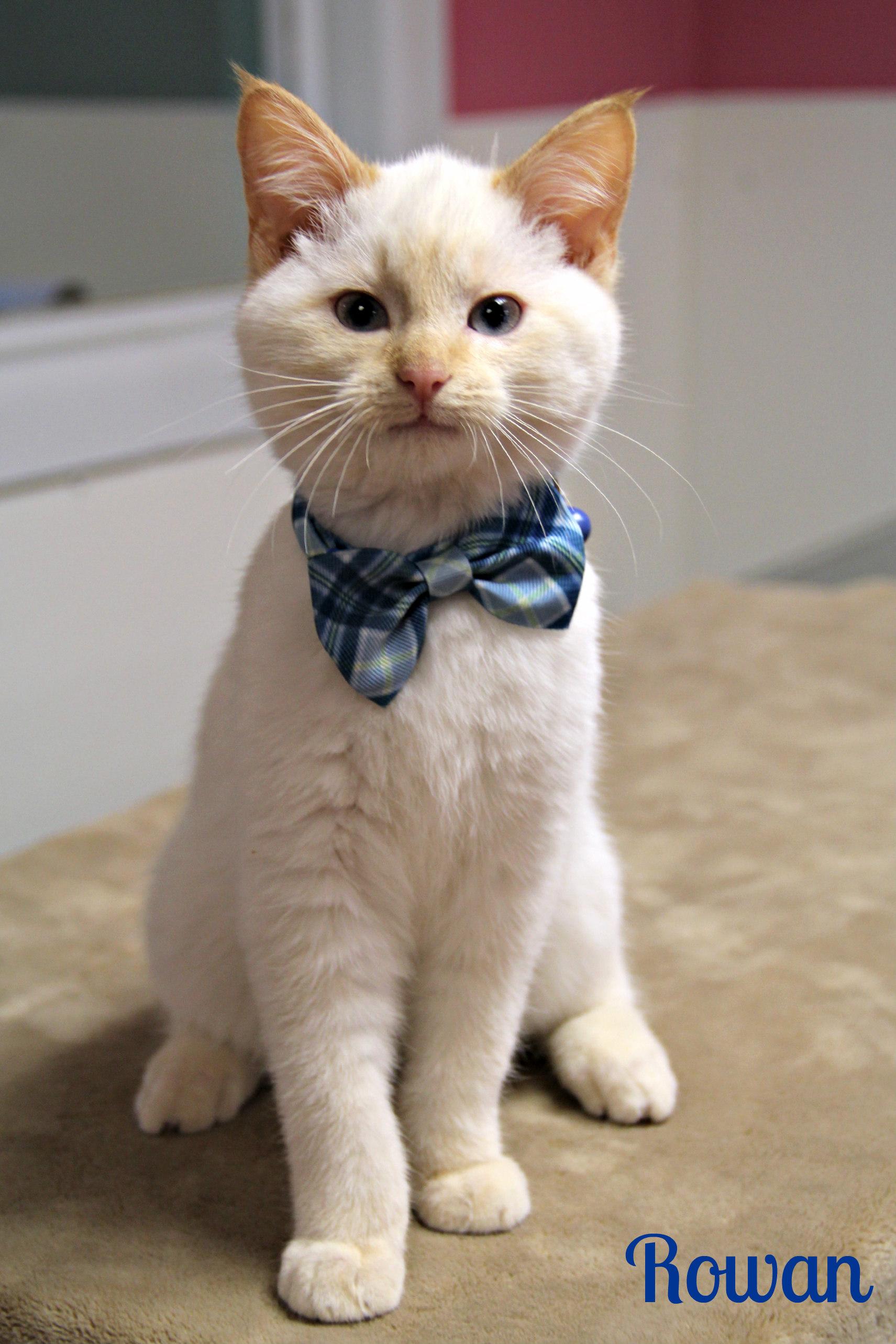 Rowan , adopted, Kitten Male Siamese.