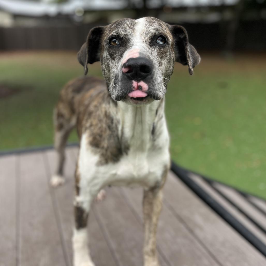 Luna Poo thumbnail 4