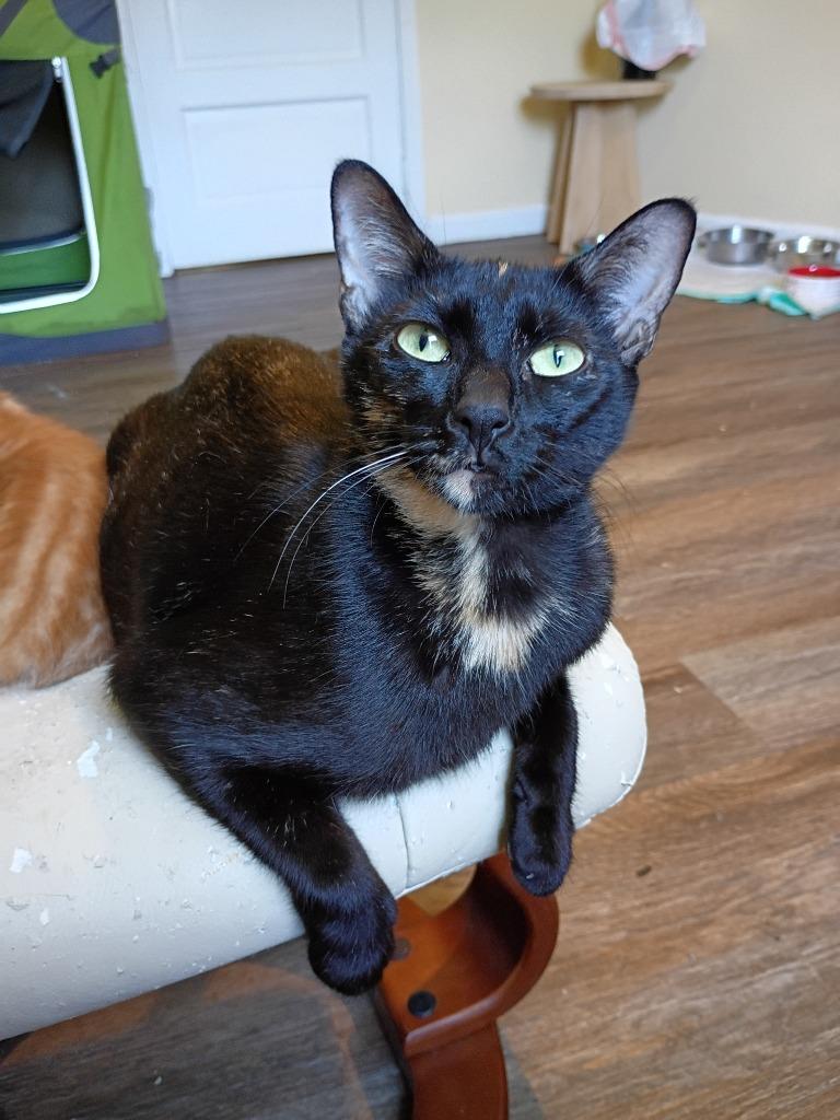 Enlarge Rose, a Adoptable mixed breed in Hardeeville, SC image 1/2