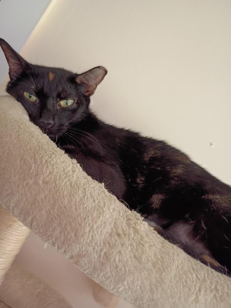 Enlarge Rose, a Adoptable mixed breed in Hardeeville, SC image 2/2