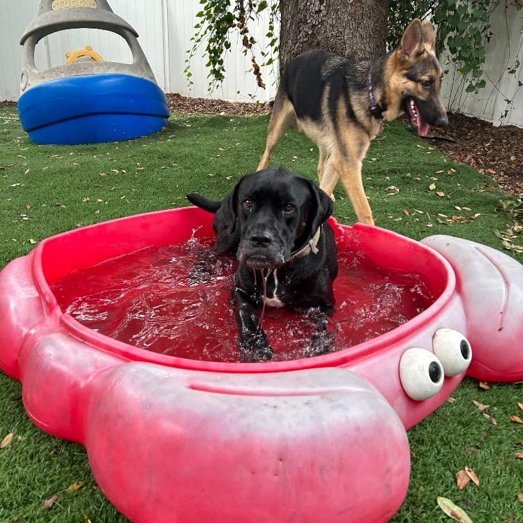 Knight, Adoptable, Adult Male Cane Corso & Boxer.