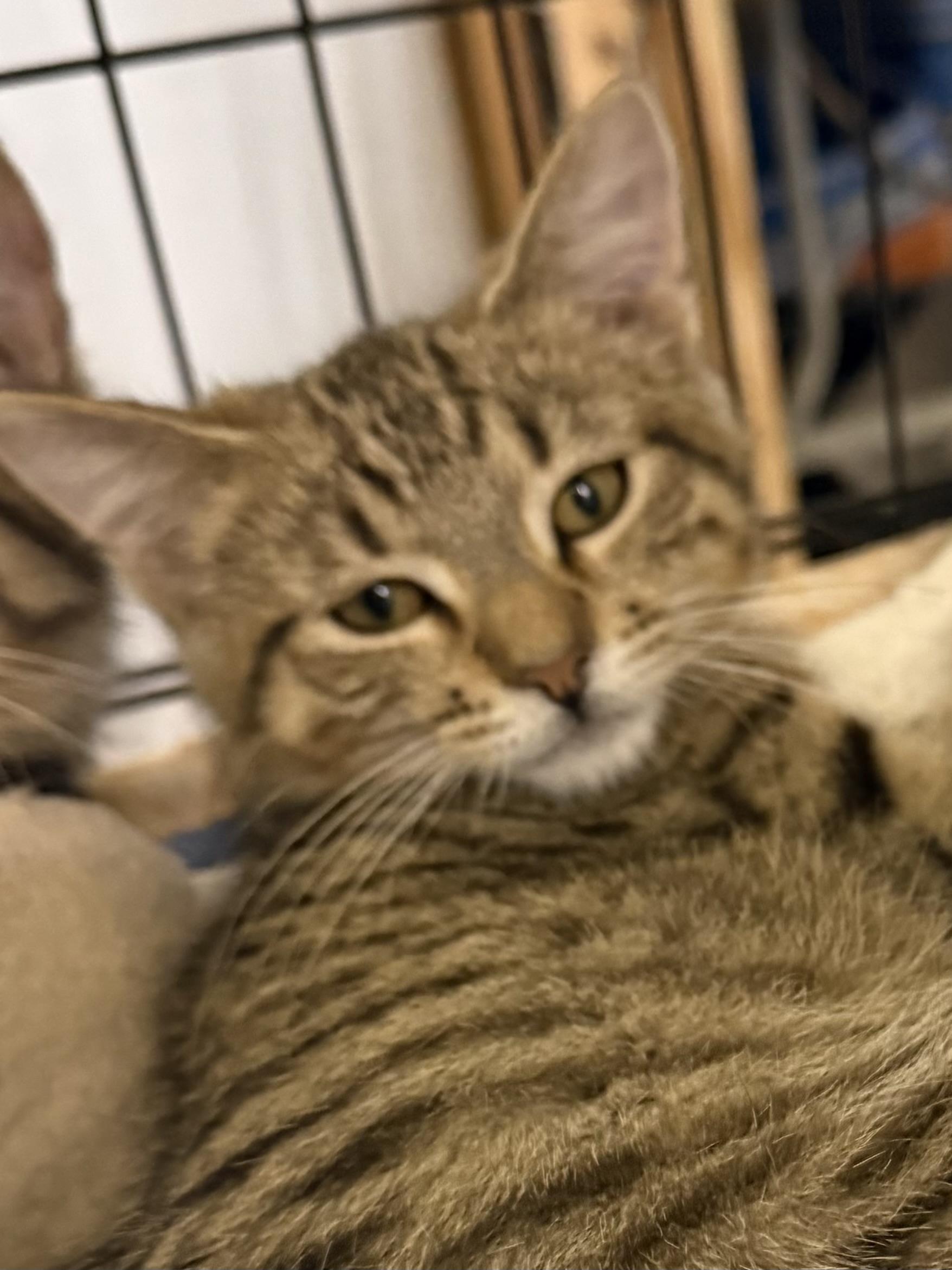 Enlarge PARCHEESI, a ADOPTABLE Tabby in Lake Ozark, MO image 1/1