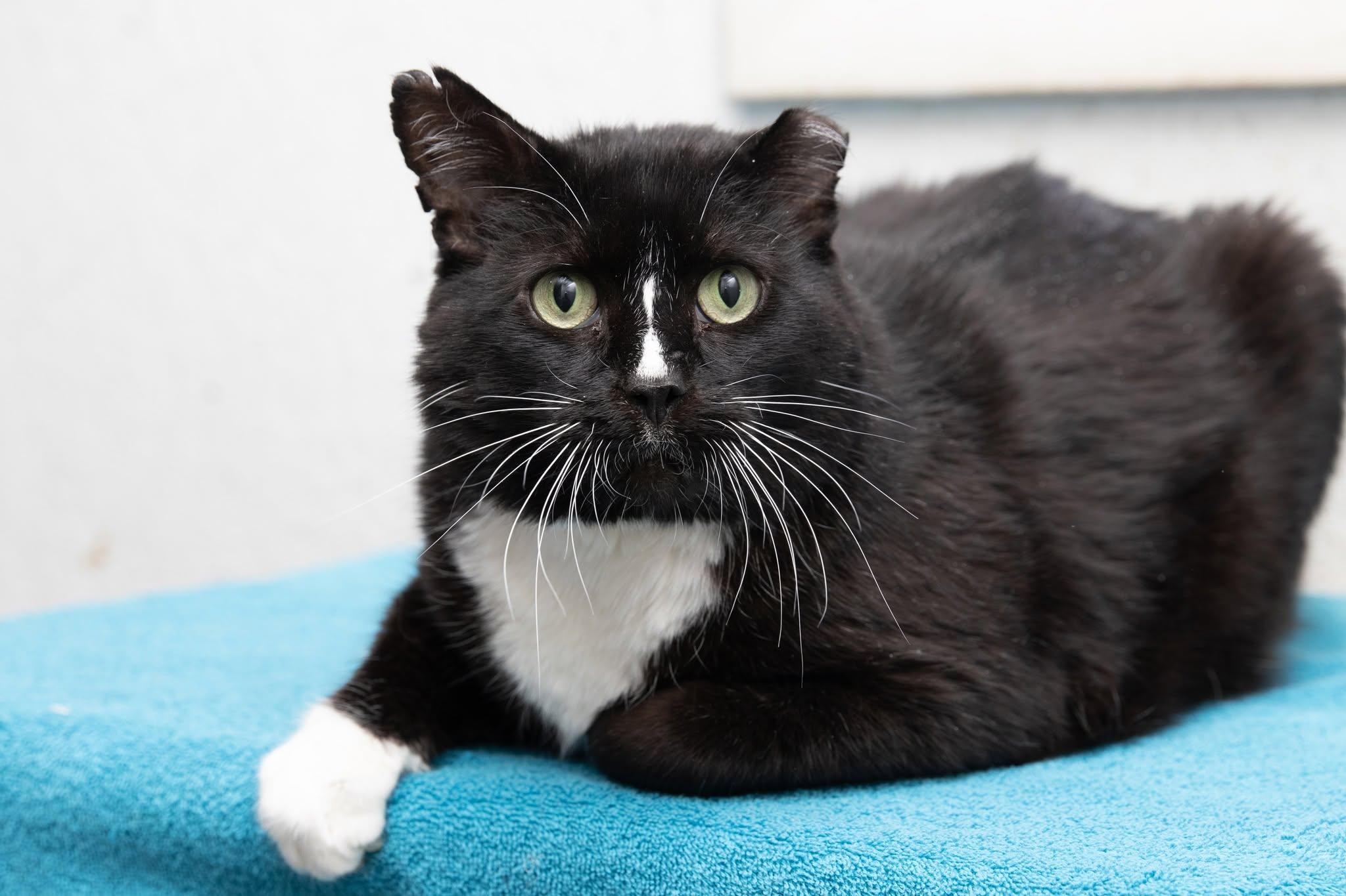 Tom Cat, ADOPTABLE, Adult Male Domestic Short Hair.