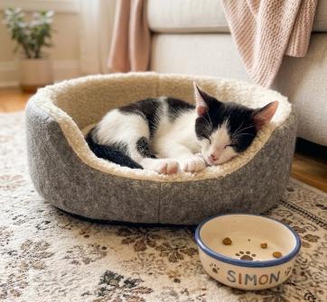 Enlarge Simon, a ADOPTABLE American Shorthair in Union City, NJ image 6/6