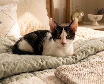 Enlarge Simon, a ADOPTABLE American Shorthair in Union City, NJ image 4/6