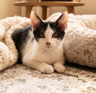 Enlarge Simon, a ADOPTABLE American Shorthair in Union City, NJ image 2/6