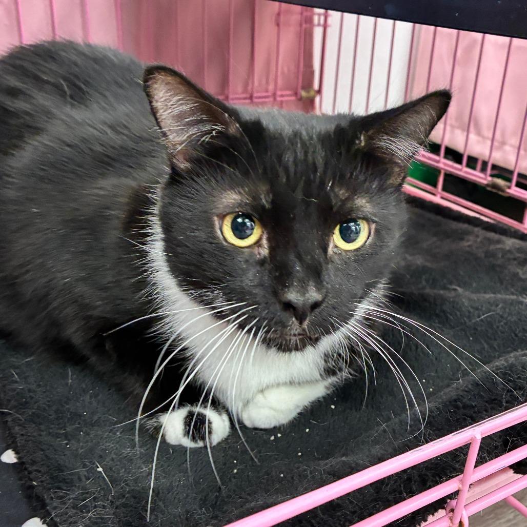 Sheila, Adoptable, Adult Male Domestic Short Hair.