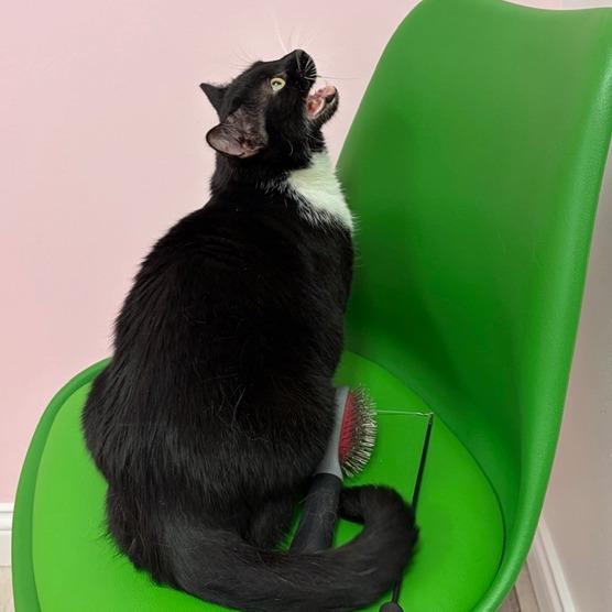 Enlarge Sheila, a Adoptable Domestic Short Hair in Dayton, OH image 1/2