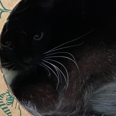 Enlarge Sheila, a Adoptable Domestic Short Hair in Dayton, OH image 2/2