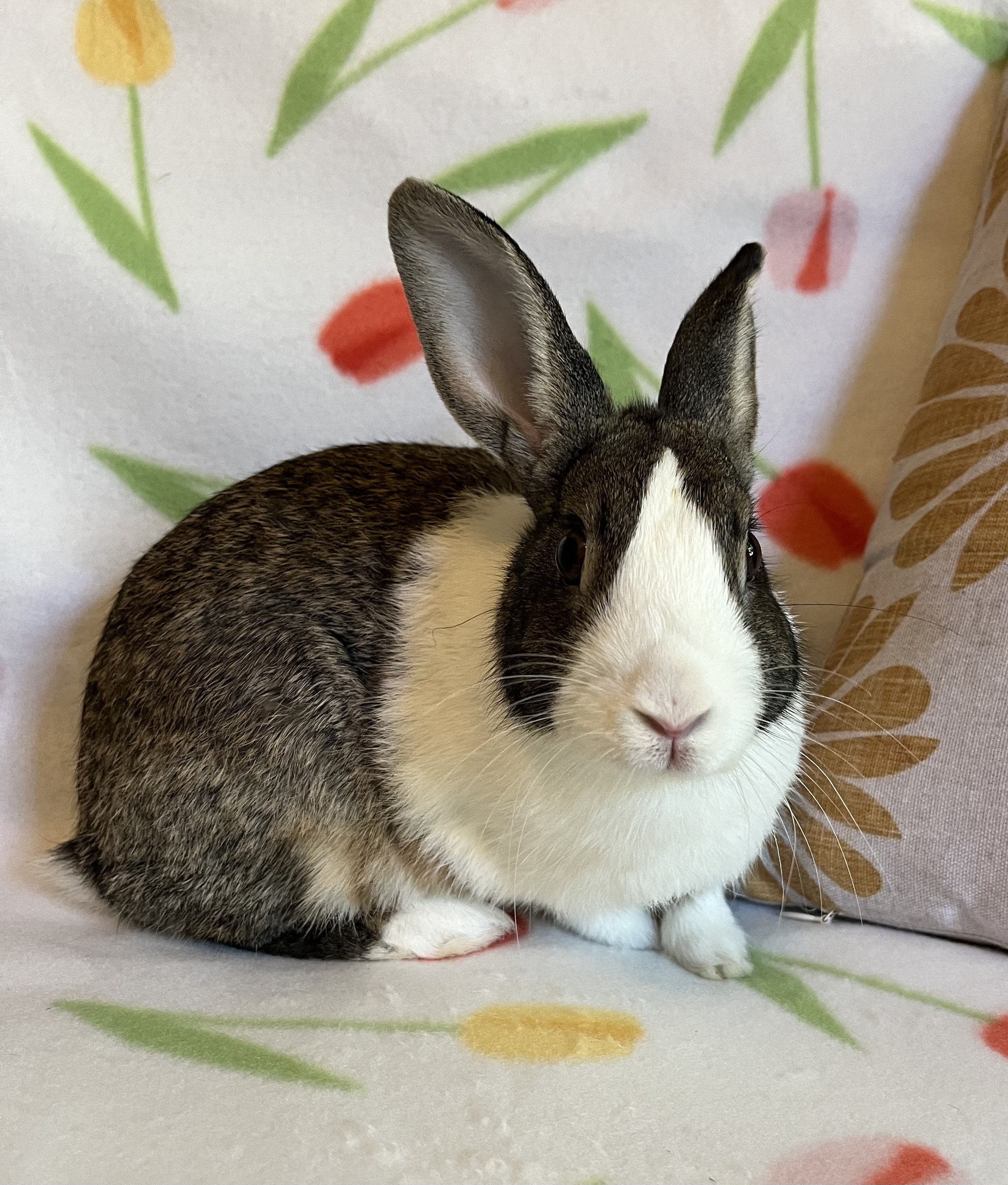 Rabbit for adoption Tulip, a Dutch in Livermore, CA Petfinder