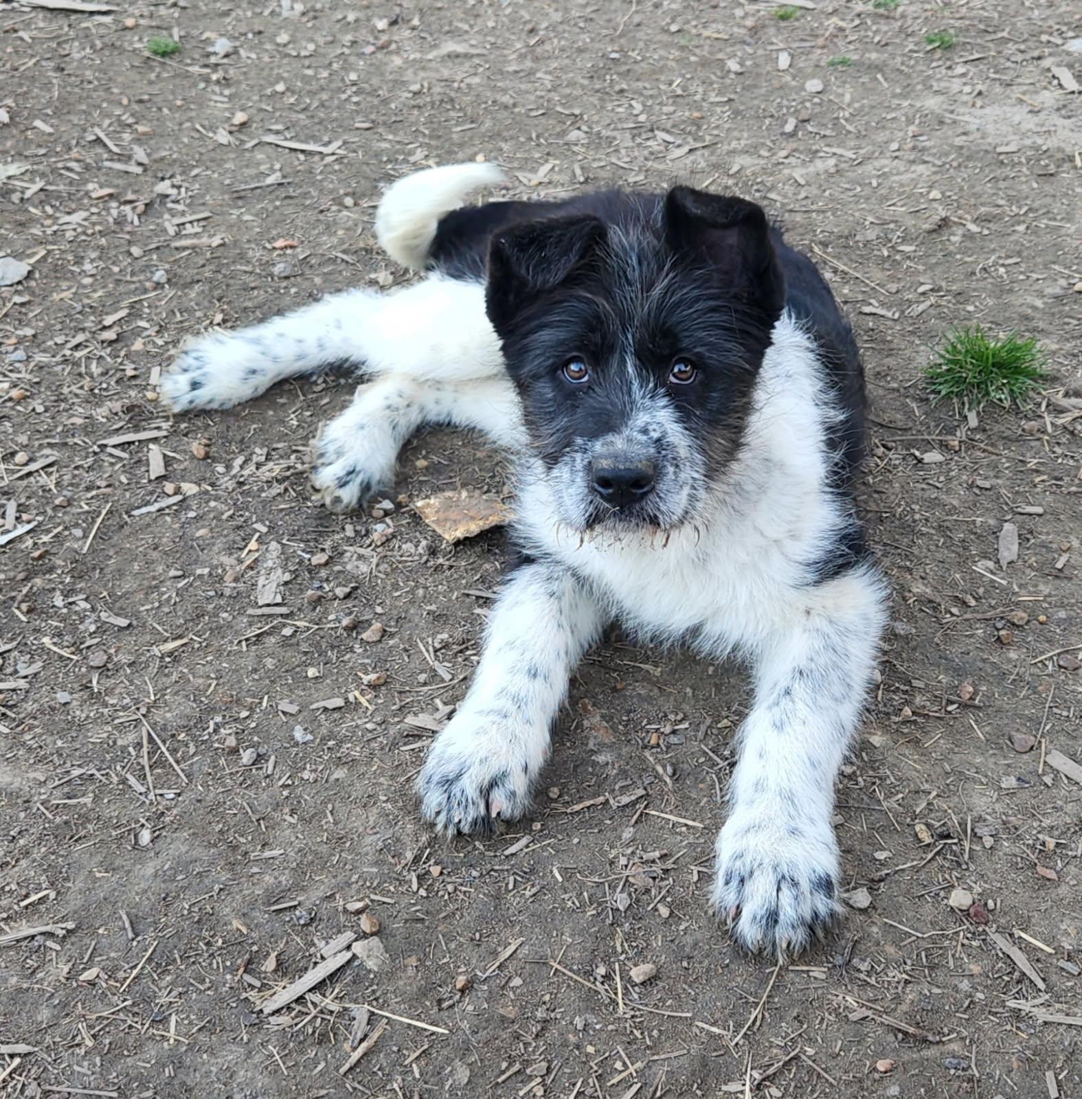 Moira, Adoptable, Puppy Female Great Pyrenees.