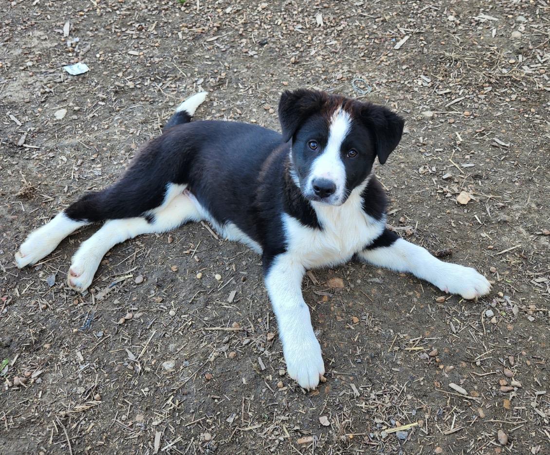 Enlarge Moira, a Adoptable Great Pyrenees in Evergreen, CO image 2/2