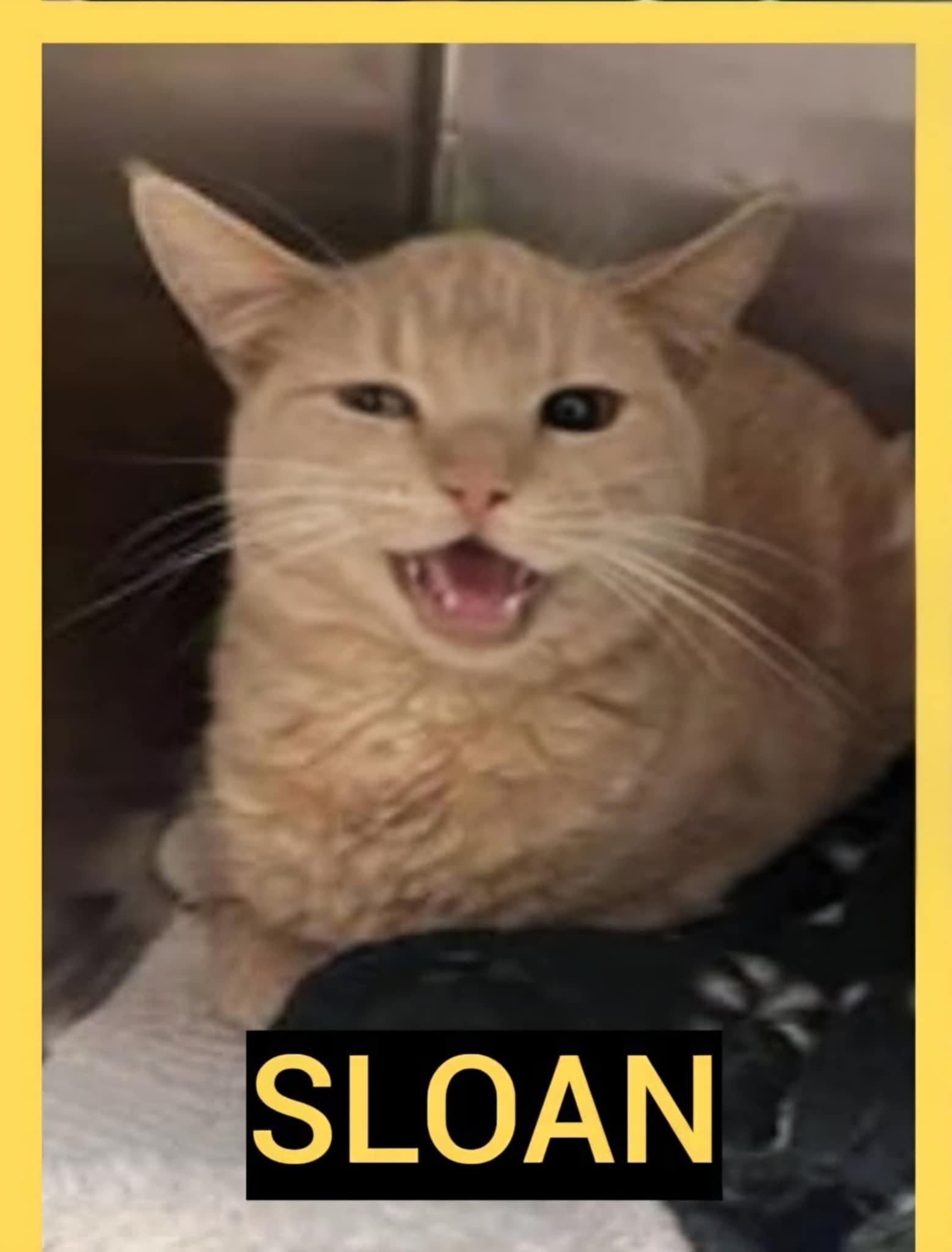Sloan