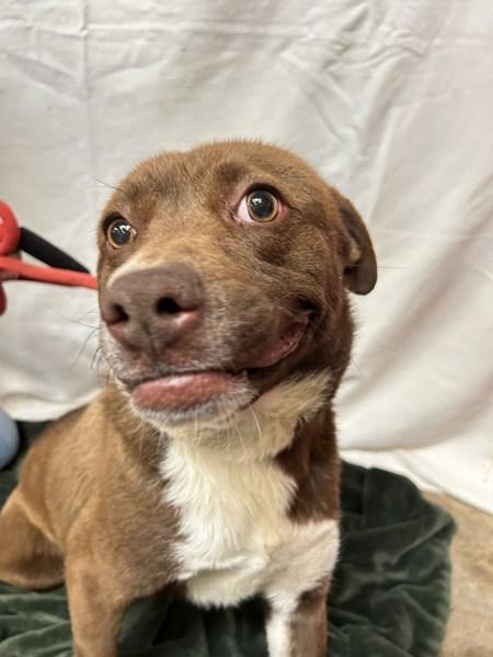 Enlarge Chilly, a Adoptable mixed breed in Osage Beach, MO image 1/1