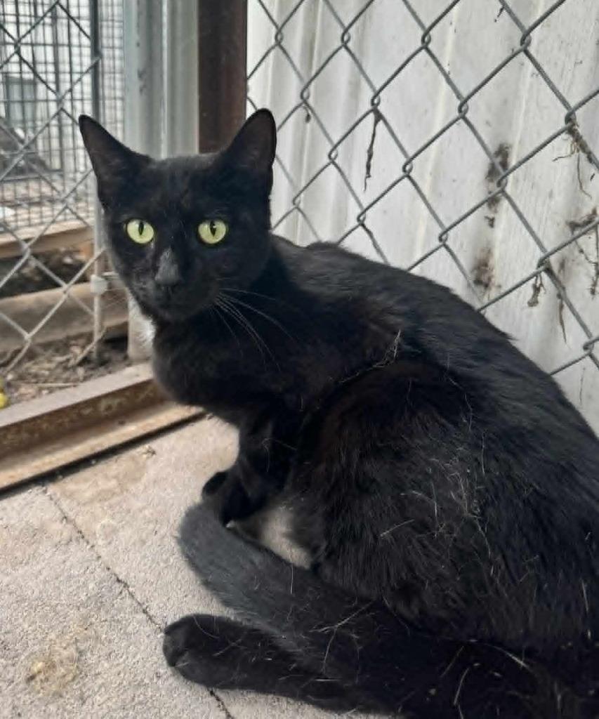 Minnie Man, Adoptable, Young Male Domestic Short Hair.