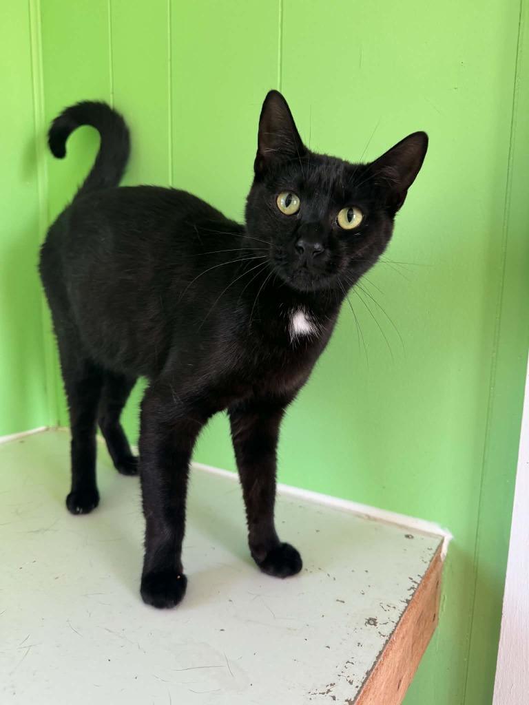Enlarge Minnie Man, a Adoptable mixed breed in Ogden, UT image 2/6