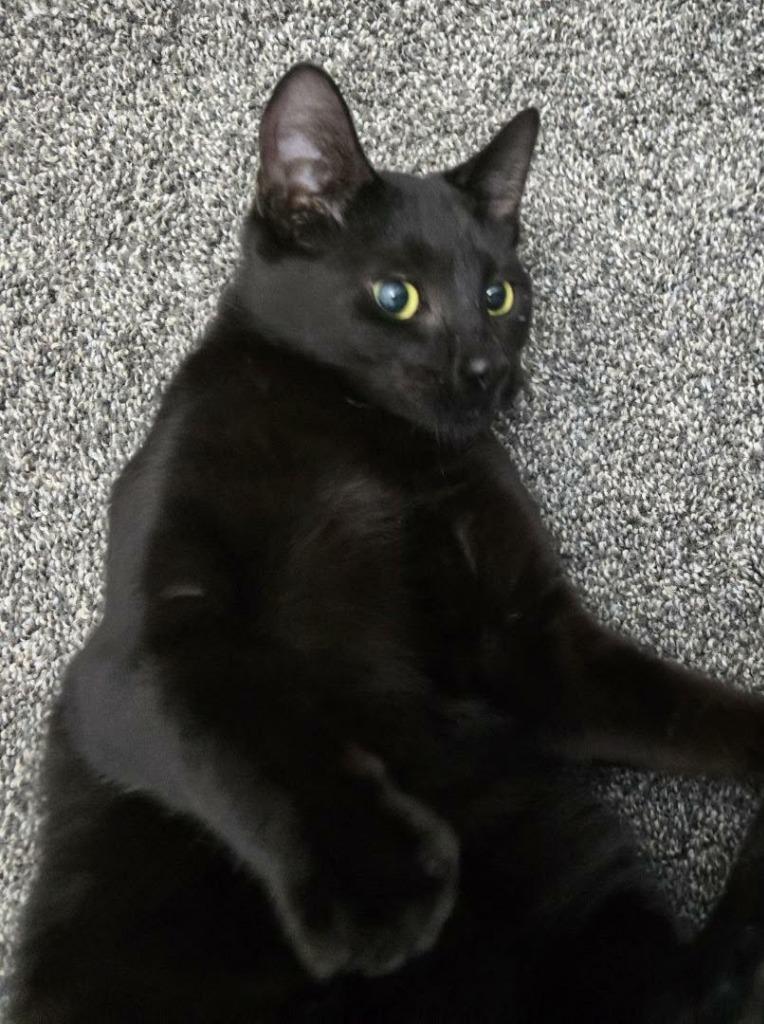 Enlarge Minnie Man, a Adoptable mixed breed in Ogden, UT image 3/6