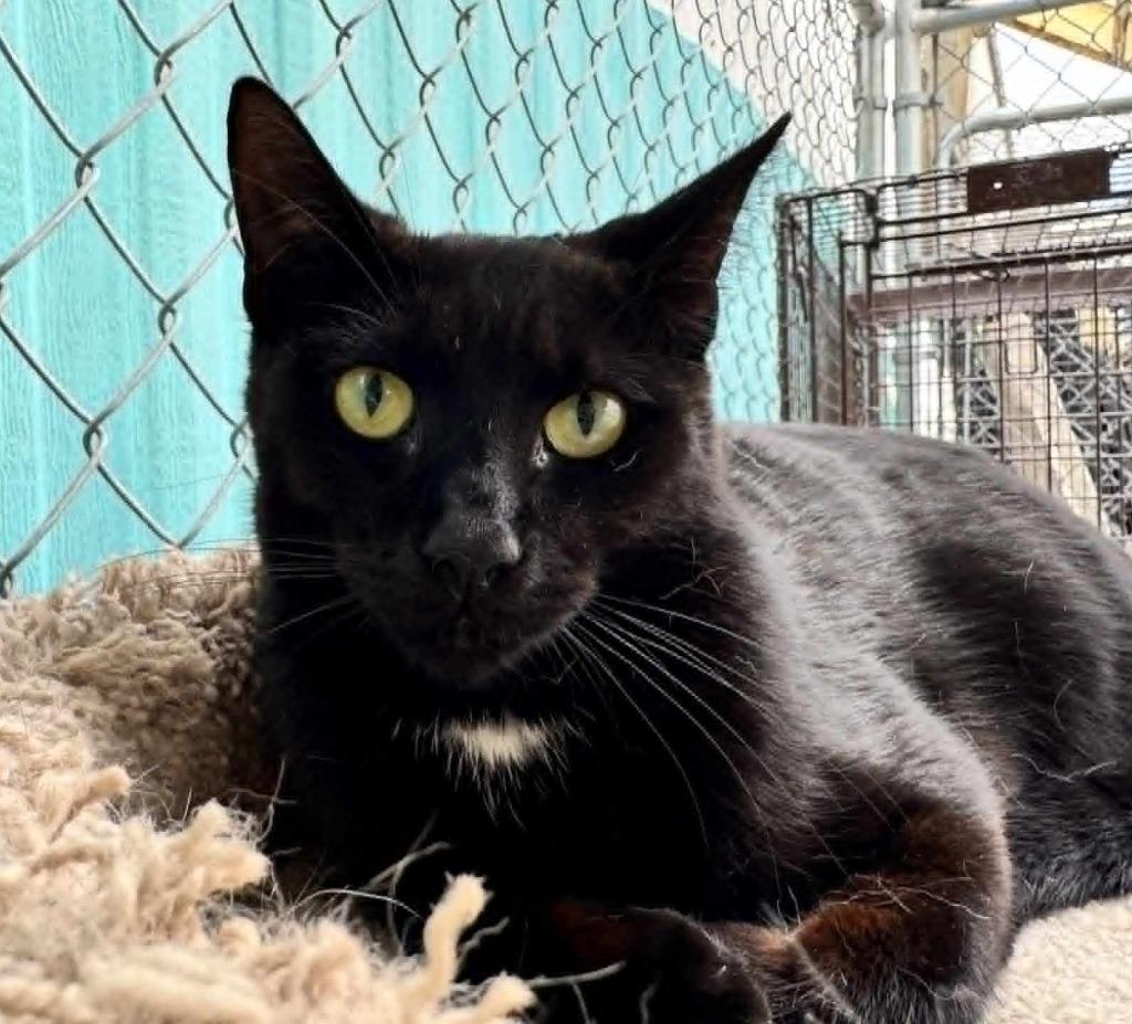Enlarge Minnie Man, a Adoptable mixed breed in Ogden, UT image 4/6