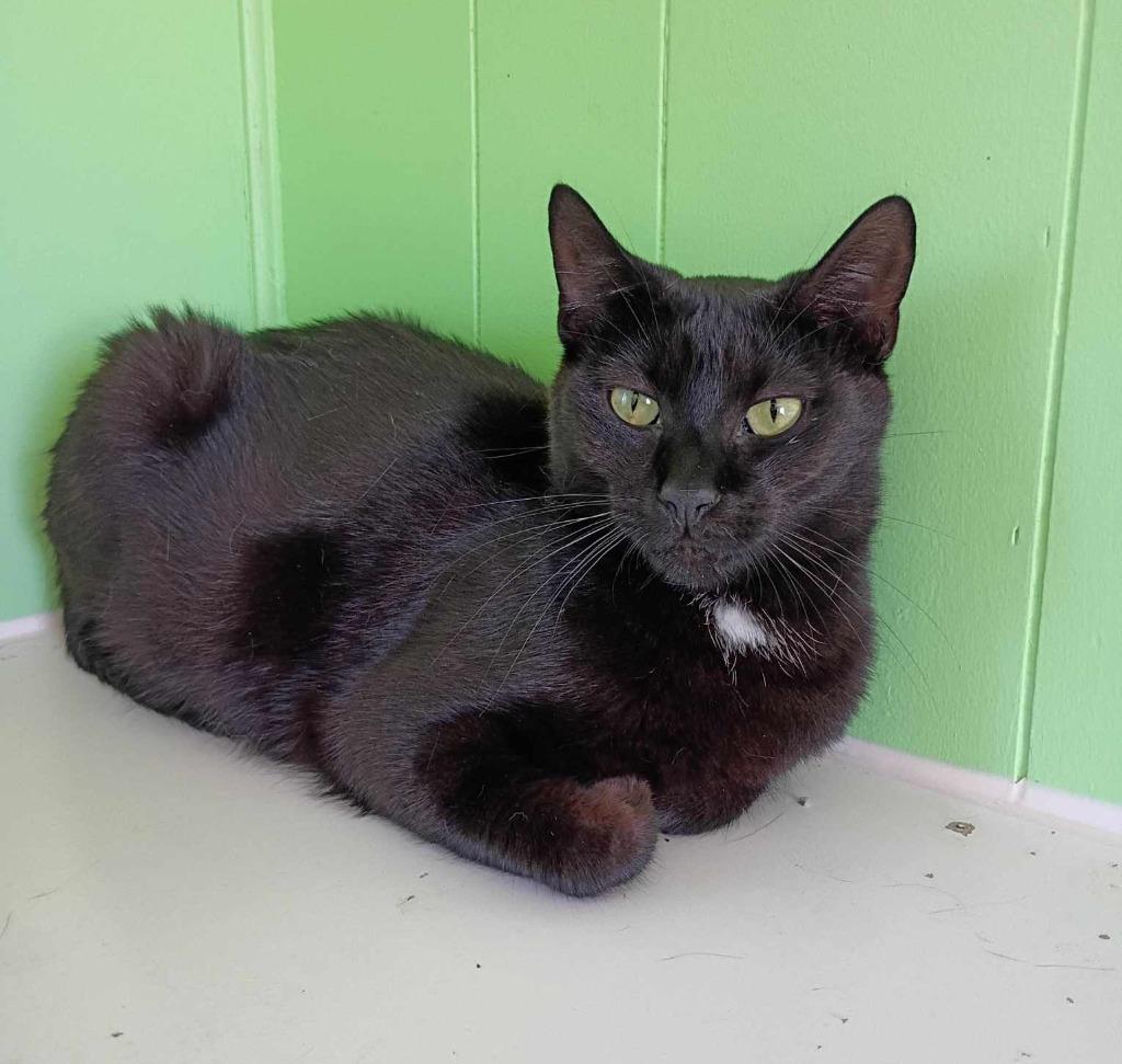 Enlarge Minnie Man, a Adoptable mixed breed in Ogden, UT image 5/6