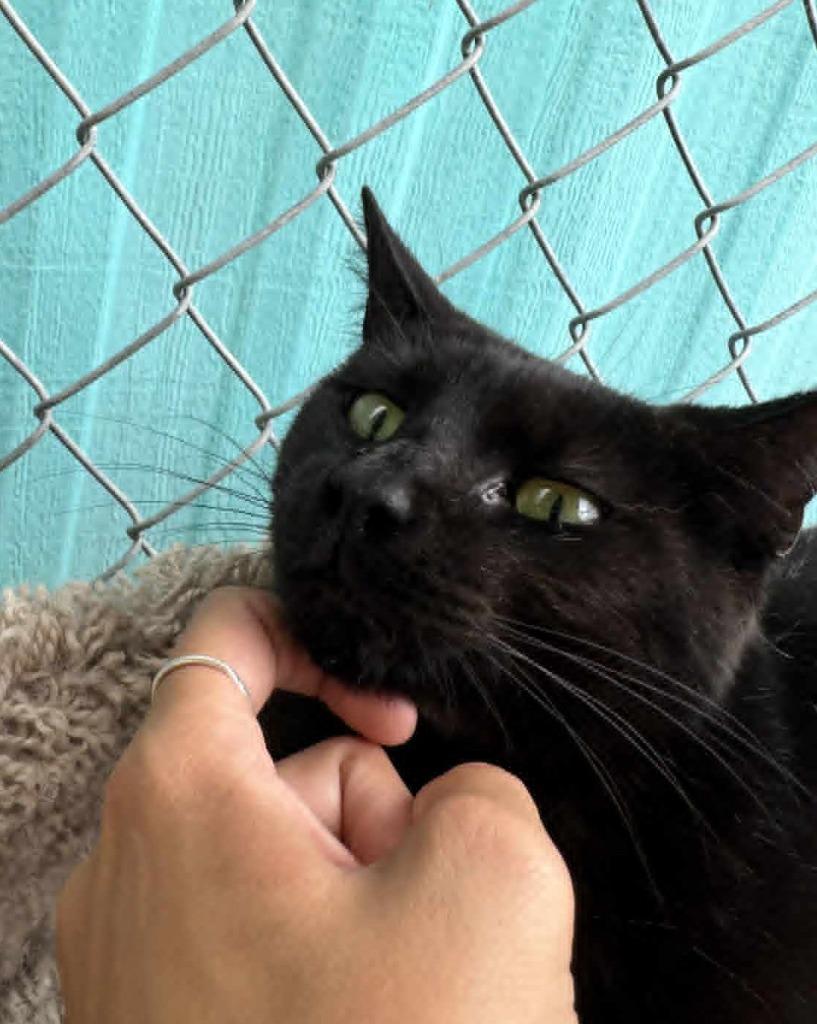 Enlarge Minnie Man, a Adoptable mixed breed in Ogden, UT image 6/6