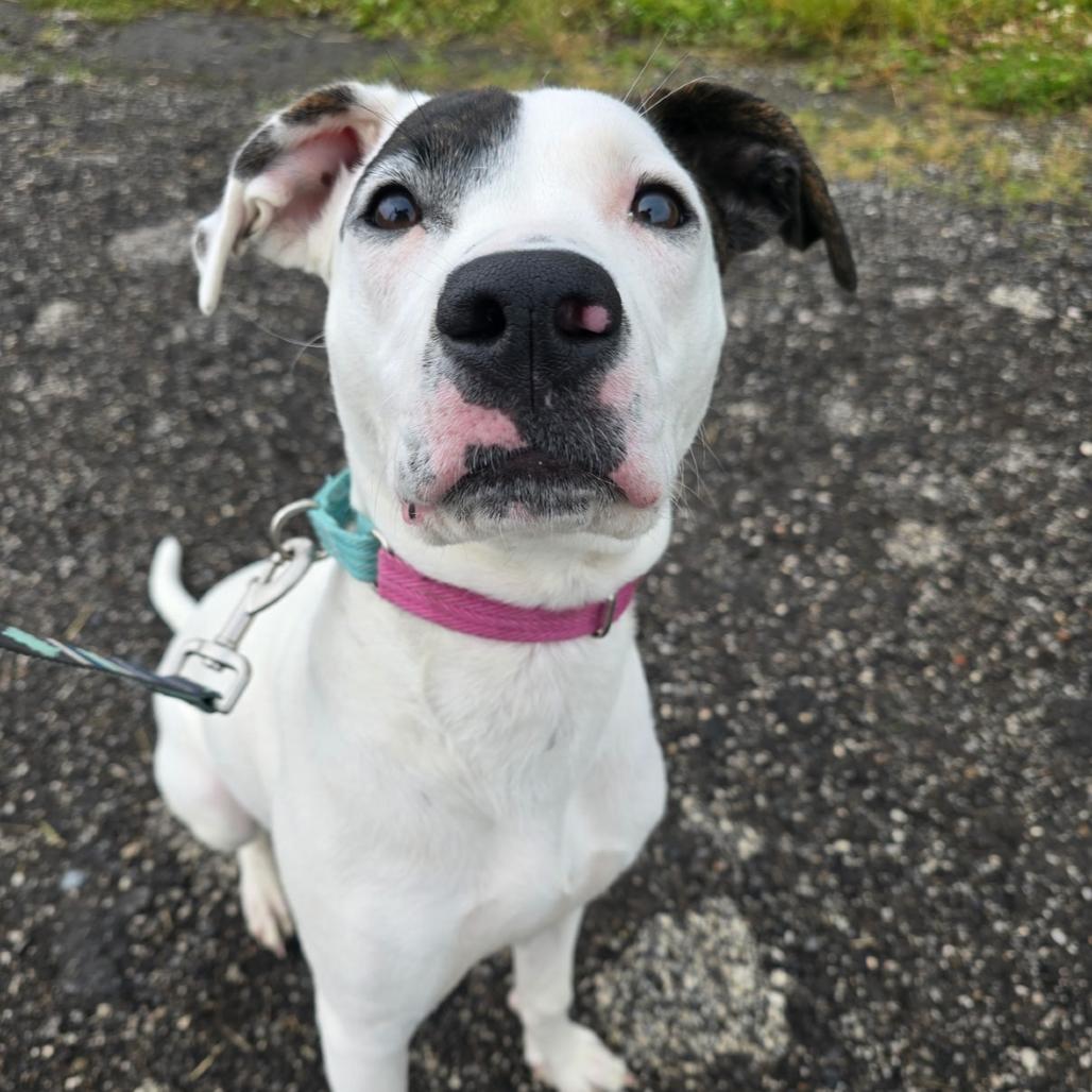 Ruby, Adoptable, Adult Female American Bulldog & Mixed Breed.