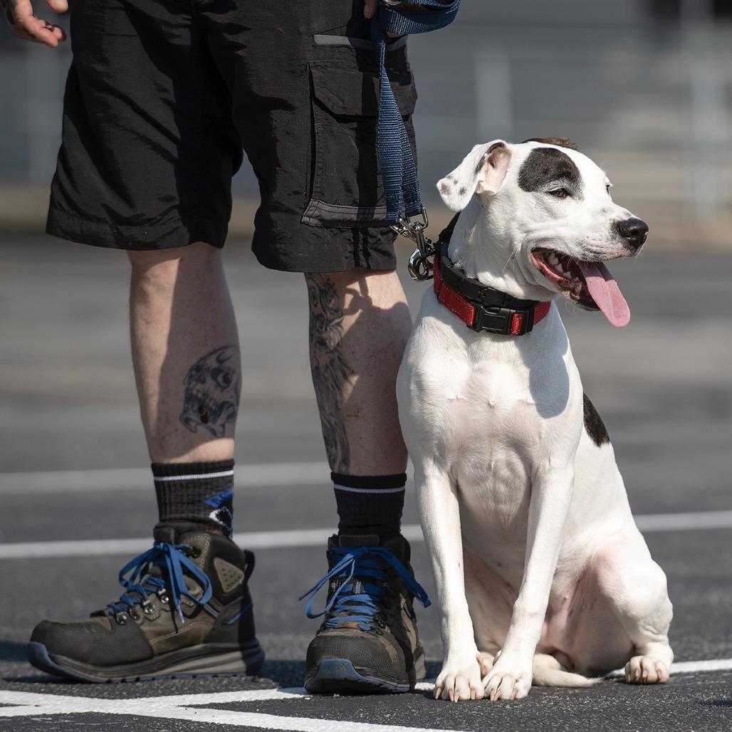 Enlarge Ruby, a Adoptable mixed breed in Avon, OH image 3/6