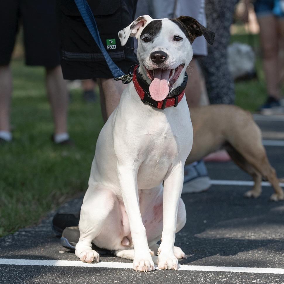 Enlarge Ruby, a Adoptable mixed breed in Avon, OH image 5/6
