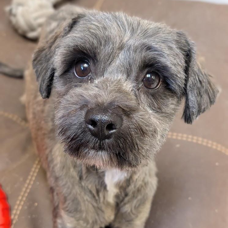 Asta, adopted, Adult Female Maltipoo.