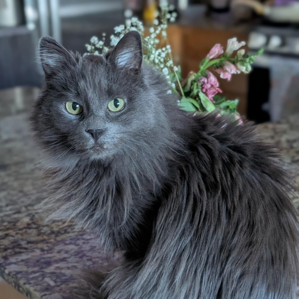 Mavi, Adoptable, Senior Female Domestic Long Hair.