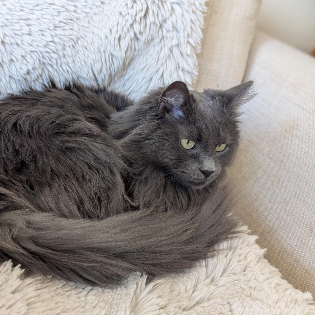 Mavi, a Adoptable Domestic Long Hair in Park City, UT image 1/6