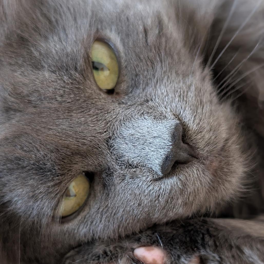 Mavi, a Adoptable Domestic Long Hair in Park City, UT image 2/6