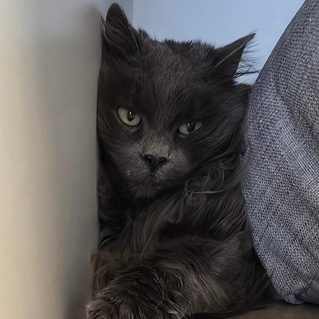 Mavi, Adoptable, Senior Female Domestic Long Hair.