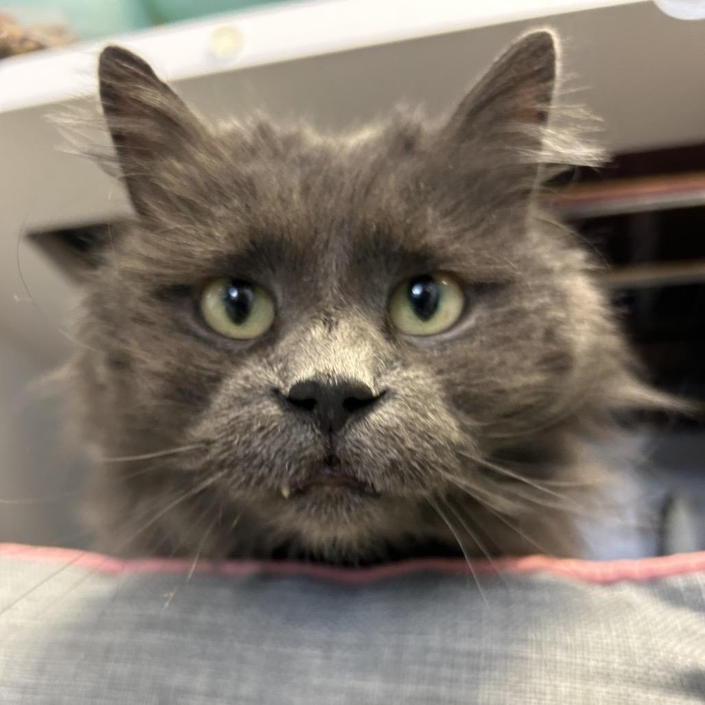Mavi, Adoptable, Senior Female Domestic Long Hair.