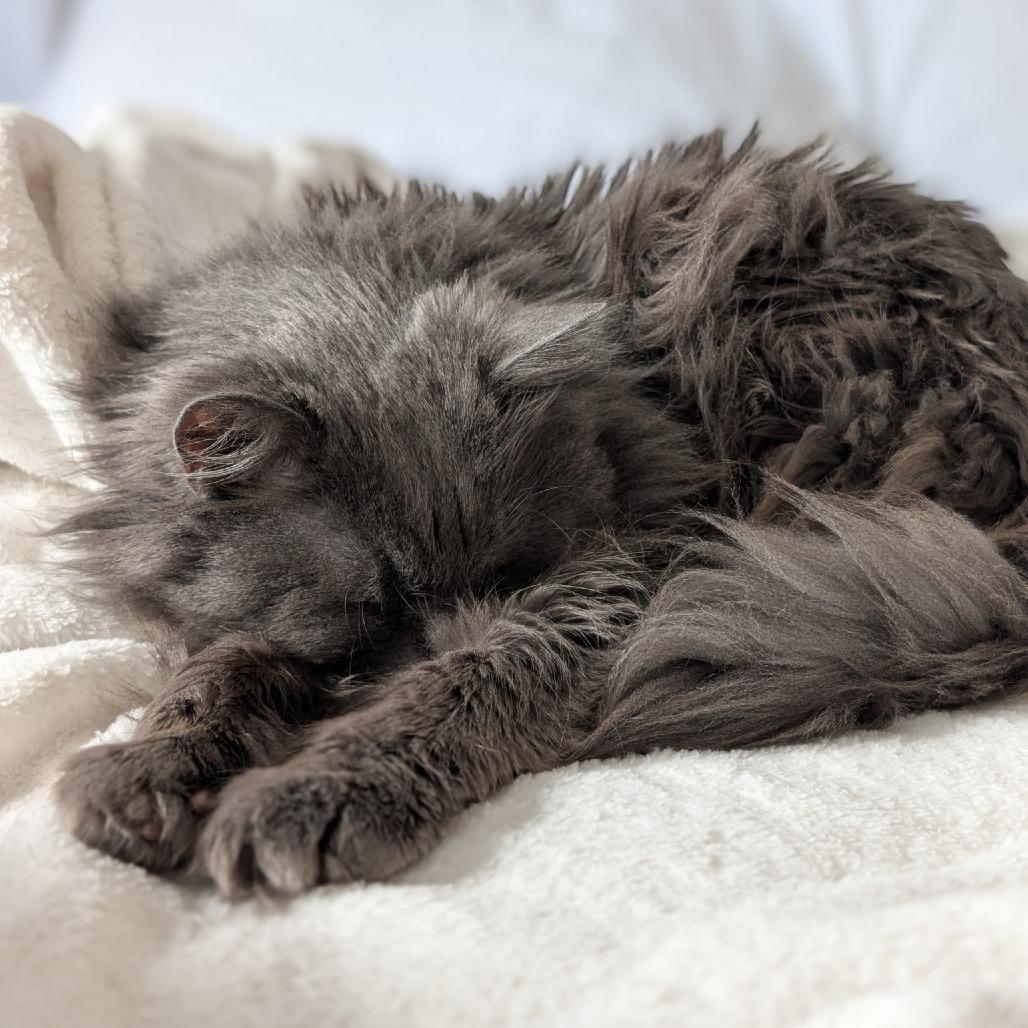 Mavi, a Adoptable Domestic Long Hair in Park City, UT image 4/6