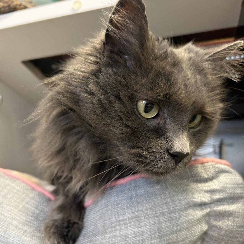 Mavi, a Adoptable Domestic Long Hair in Park City, UT image 2/3