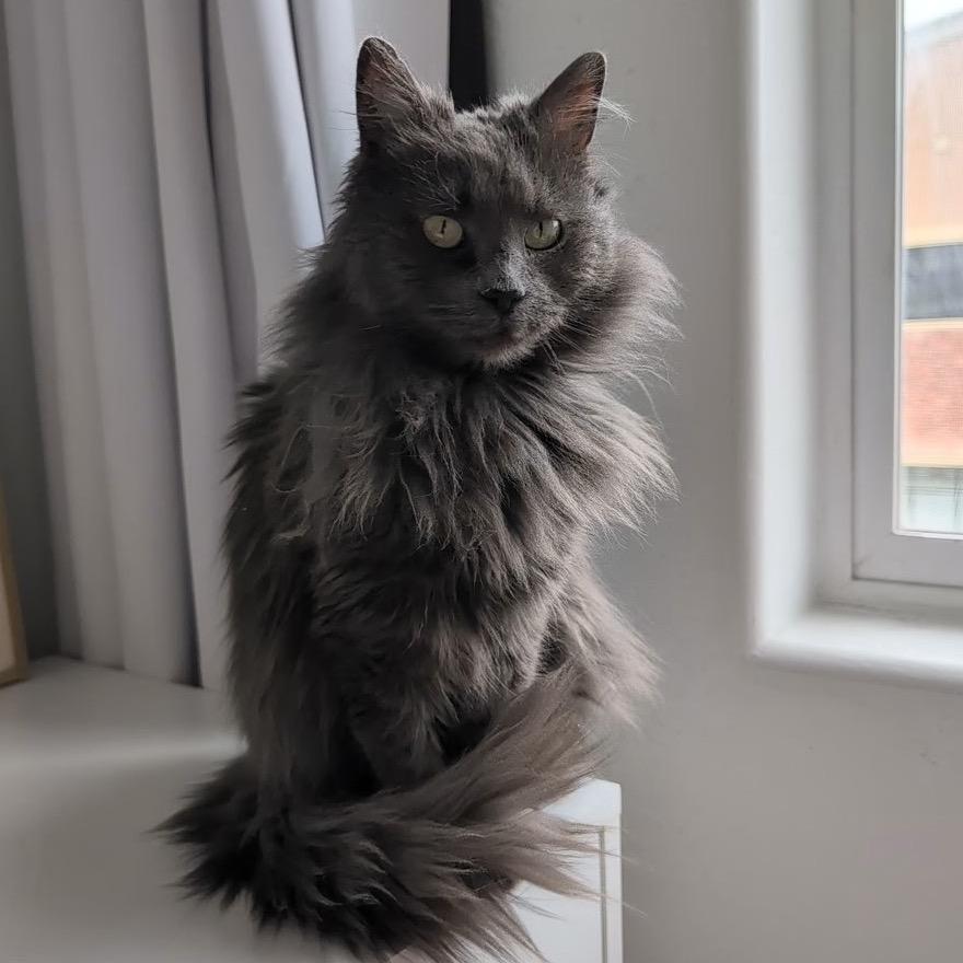 Mavi, a Adoptable Domestic Long Hair in Park City, UT image 5/6