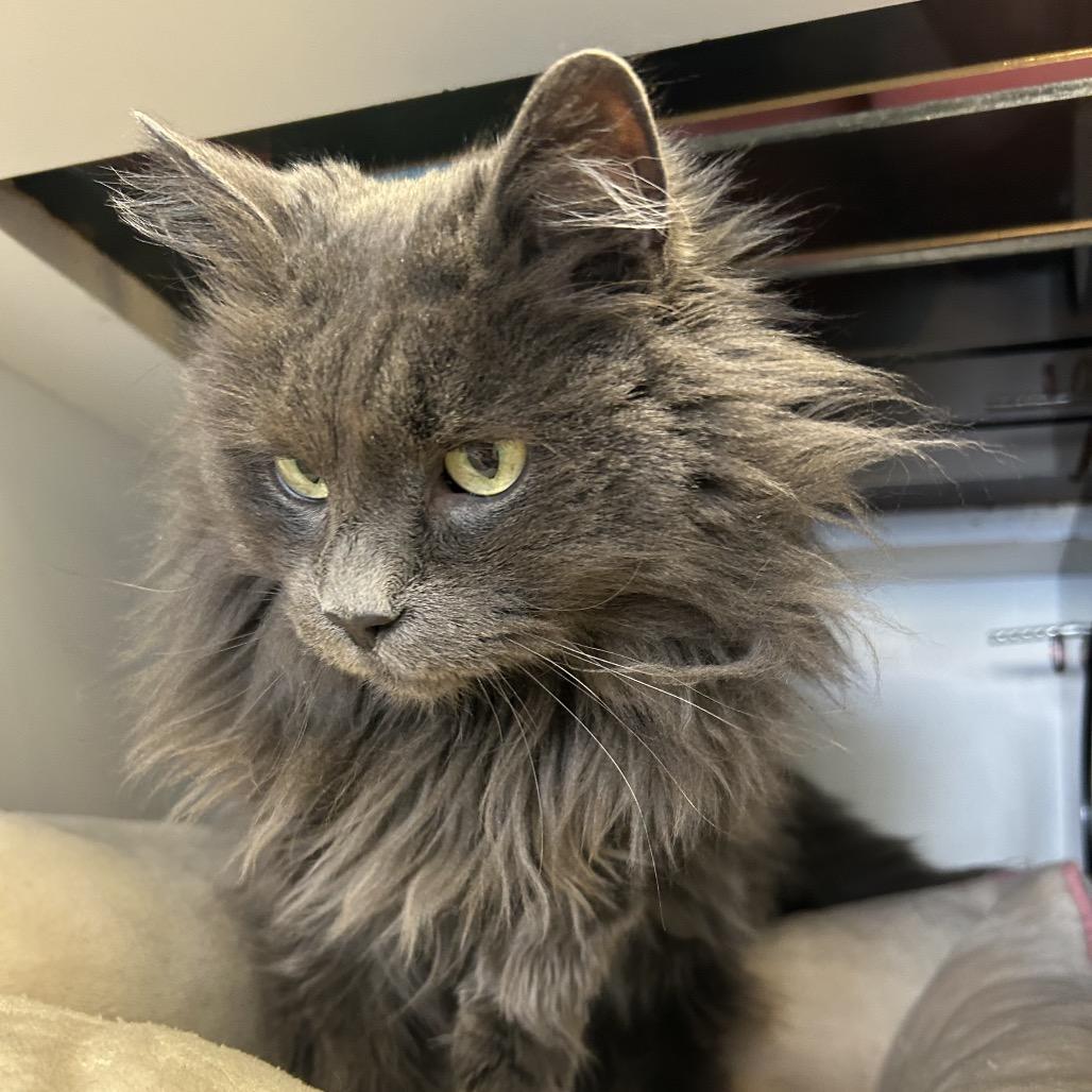 Mavi, a Adoptable Domestic Long Hair in Park City, UT image 3/3