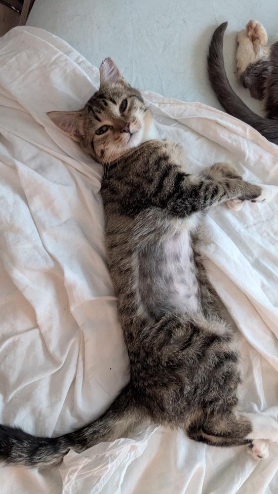 Enlarge Iris, a Adoptable Domestic Short Hair in Salisbury, NC image 1/1