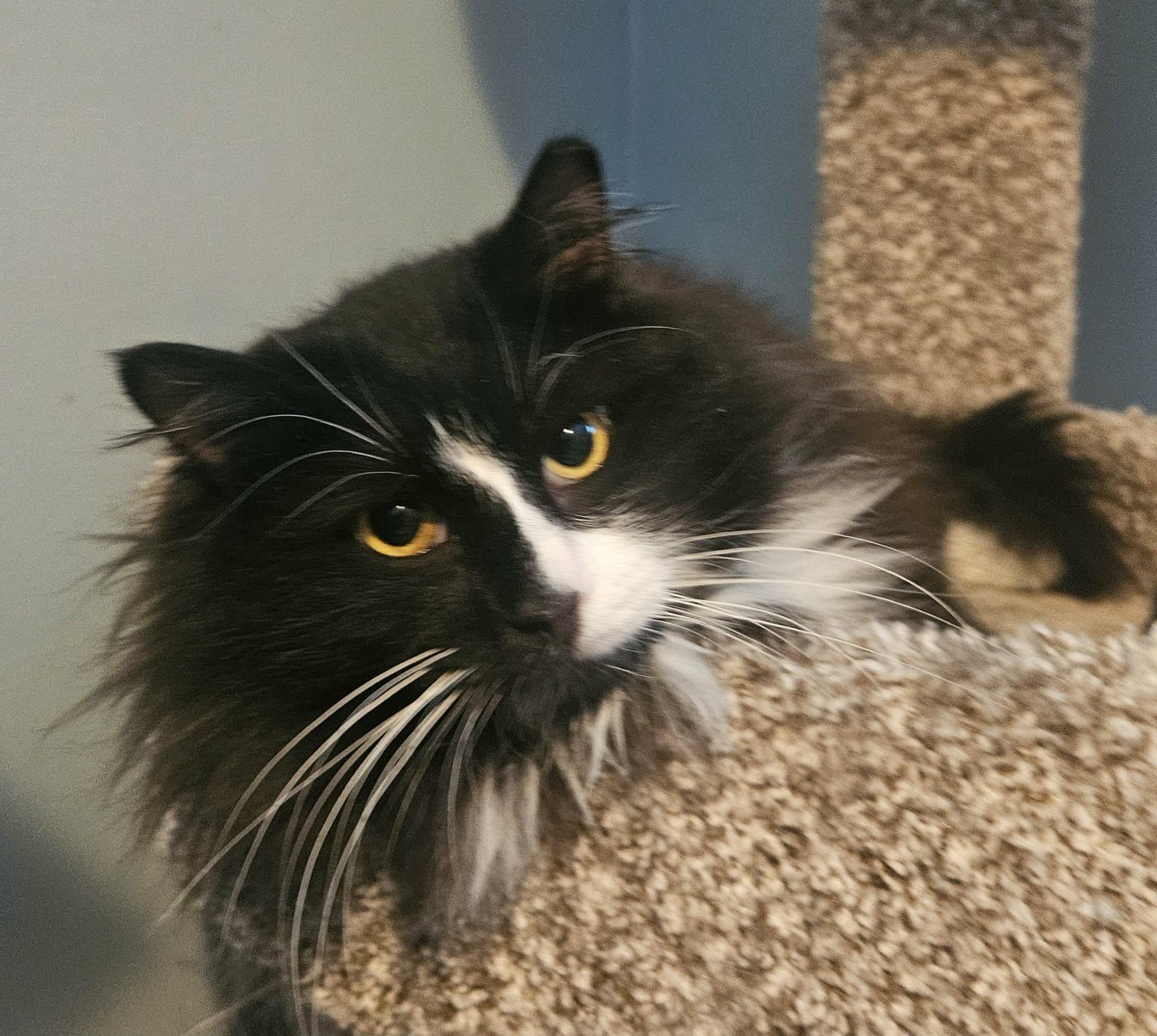 Willie (Handsome Gentleman), ADOPTABLE, Young Male Domestic Medium Hair.