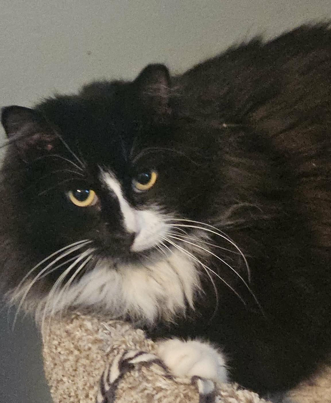 Enlarge Willie (Handsome Gentleman), an adopted Domestic Medium Hair in Rochester, NY image 2/4