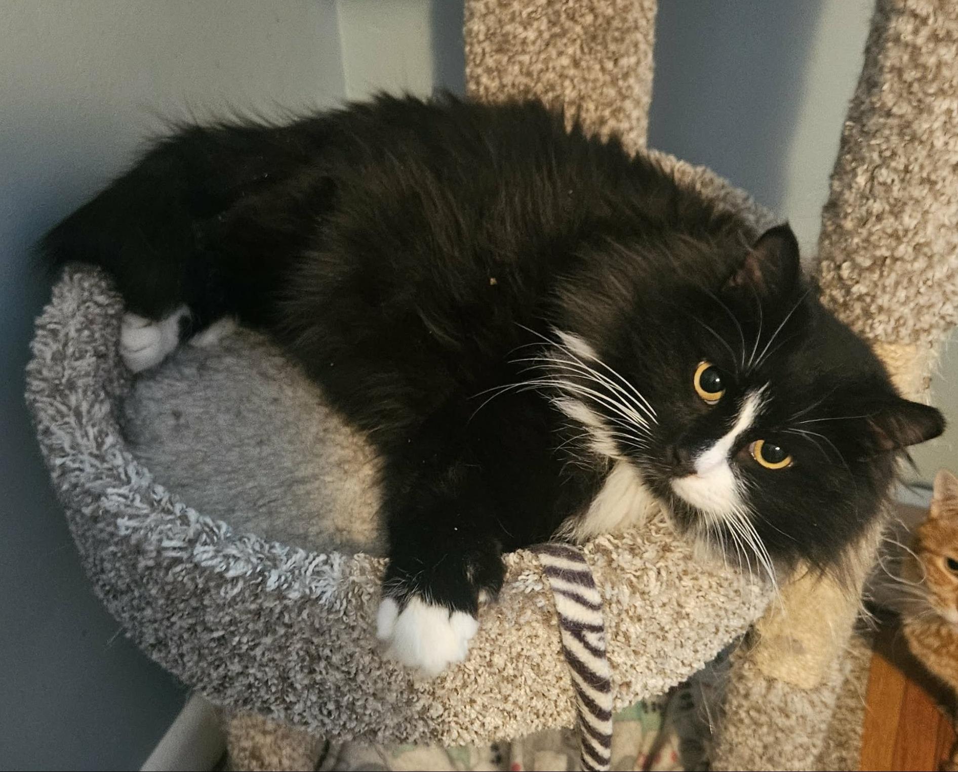 Enlarge Willie (Handsome Gentleman), an adopted Domestic Medium Hair in Rochester, NY image 3/4