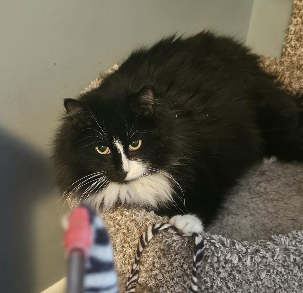 Enlarge Willie (Handsome Gentleman), an adopted Domestic Medium Hair in Rochester, NY image 4/4