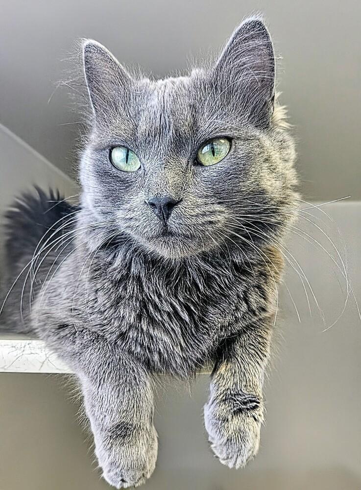 Delilah, Adoptable, Young Female Domestic Short Hair.
