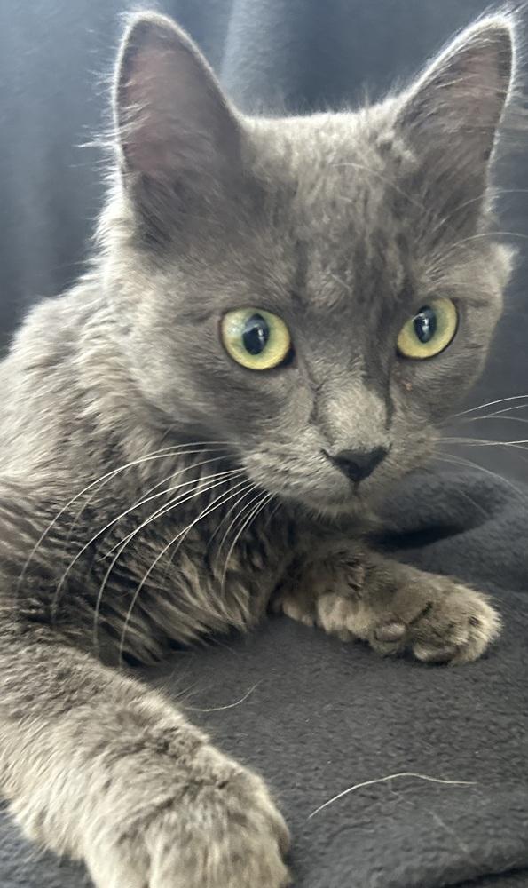 Enlarge Delilah, a Adoptable Domestic Short Hair in Leadville, CO image 2/2